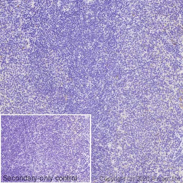 Immunohistochemistry (Formalin/PFA-fixed paraffin-embedded sections) - Anti-ALDH2 antibody [EPR28021A-5] (AB326874)