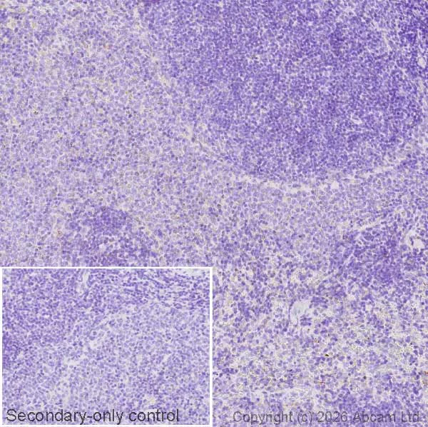 Immunohistochemistry (Formalin/PFA-fixed paraffin-embedded sections) - Anti-ALDH2 antibody [EPR28021A-5] (AB326874)
