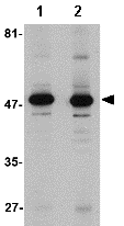 Western blot - Anti-ALDH3A1 antibody (AB76976)