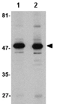 Western blot - Anti-ALDH3A1 antibody (AB76976)