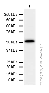 Western blot - Anti-ALDH3A1 antibody [EPR7405] (AB128902)