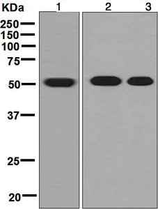 Western blot - Anti-ALDH3A1 antibody [EPR7406] (AB129022)