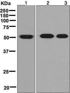 Western blot - Anti-ALDH3A1 antibody [EPR7406] - BSA and Azide free (AB248267), expandable thumbnail