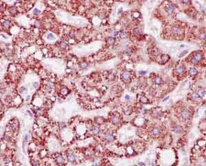 Immunohistochemistry (Formalin/PFA-fixed paraffin-embedded sections) - Anti-ALDH4A1/P5CDH antibody [EPR14287] (AB185208)