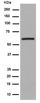 Western blot - Anti-ALDH4A1/P5CDH antibody [EPR14287] (AB185208)