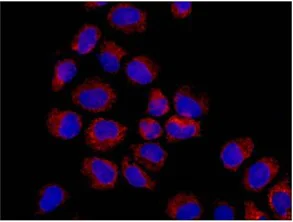 Immunocytochemistry/ Immunofluorescence - Anti-ALDH4A1/P5CDH antibody [EPR14287] - BSA and Azide free (AB250807)