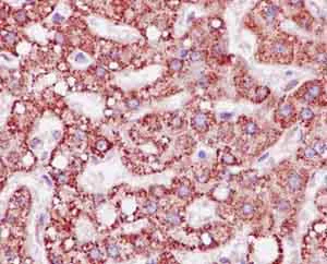 Immunohistochemistry (Formalin/PFA-fixed paraffin-embedded sections) - Anti-ALDH4A1/P5CDH antibody [EPR14287] - BSA and Azide free (AB250807)