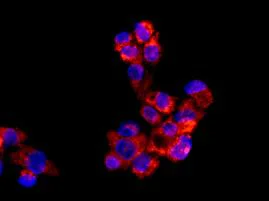 Immunocytochemistry/ Immunofluorescence - Anti-ALDH4A1/P5CDH antibody [EPR14288(B)] (AB181256)