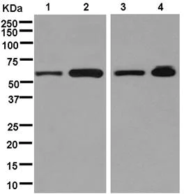 Western blot - Anti-ALDH4A1/P5CDH antibody [EPR14288(B)] (AB181256)