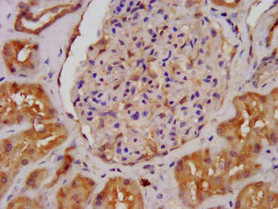 Immunohistochemistry (Formalin/PFA-fixed paraffin-embedded sections) - Anti-ALDH7A1 antibody (AB236663)