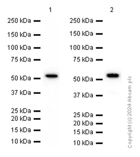Western blot - Anti-ALDH7A1 antibody [EP1934Y] (AB68192)