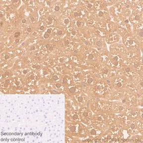Immunohistochemistry (Formalin/PFA-fixed paraffin-embedded sections) - Anti-ALDH7A1 antibody [EP1934Y] - BSA and Azide free (AB236000)