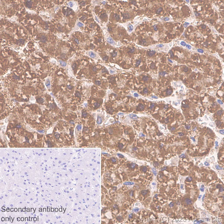 Immunohistochemistry (Formalin/PFA-fixed paraffin-embedded sections) - Anti-ALDH7A1 antibody [EP1935Y] - BSA and Azide free (AB284700)