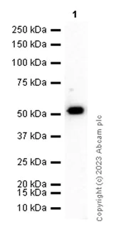 Western blot - Anti-ALDH7A1 antibody [EP1935Y] - BSA and Azide free (AB284700)