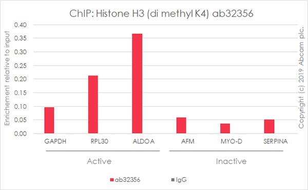 ChIP - ALDOA positive control ChIP primer pair (AB269260), expandable thumbnail