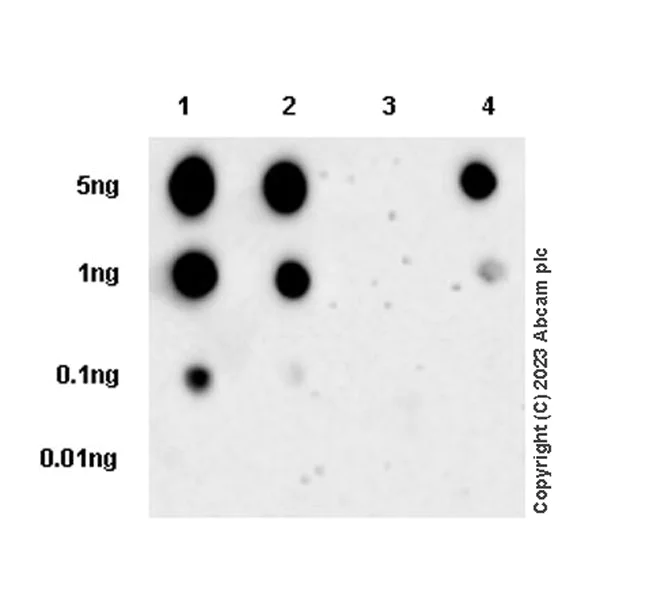Dot Blot - Anti-Aldolase A / B/ C (lactyl K147) antibody [EPR24696-317] - BSA and Azide free (AB313326)