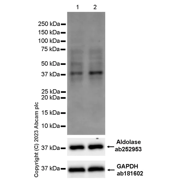 Western blot - Anti-Aldolase A / B/ C (lactyl K147) antibody [EPR24696-317] - BSA and Azide free (AB313326)
