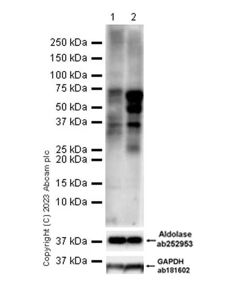 Western blot - Anti-Aldolase A / B/ C (lactyl K147) antibody [EPR24696-317] - BSA and Azide free (AB313326)