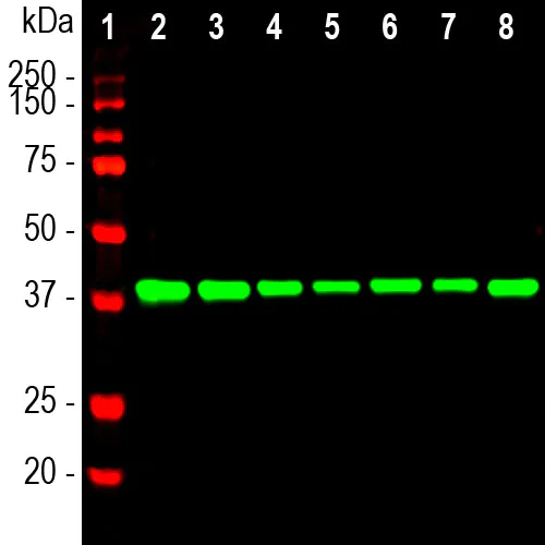Western blot - Anti-Aldolase A+B+C antibody [E9] (AB315195)