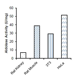 Functional Studies - Aldolase Activity Assay Kit (Colorimetric) (AB196994)