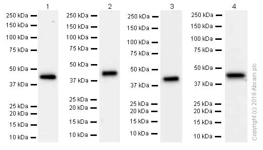Western blot - Anti-Aldolase + Aldolase B + Aldolase C antibody [EPR9724(B)] (AB169544)