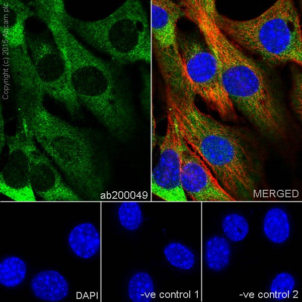 Immunocytochemistry/ Immunofluorescence - Anti-Aldolase + Aldolase C antibody [EPR19355] - Astrocyte Marker (AB200049)