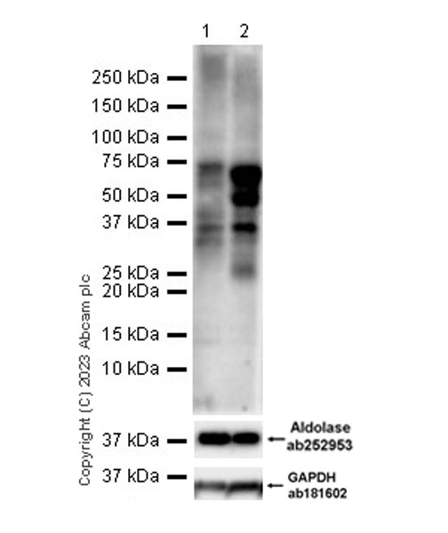 Western blot - Anti-Aldolase antibody [EPR23181-39] (ab252953), expandable thumbnail
