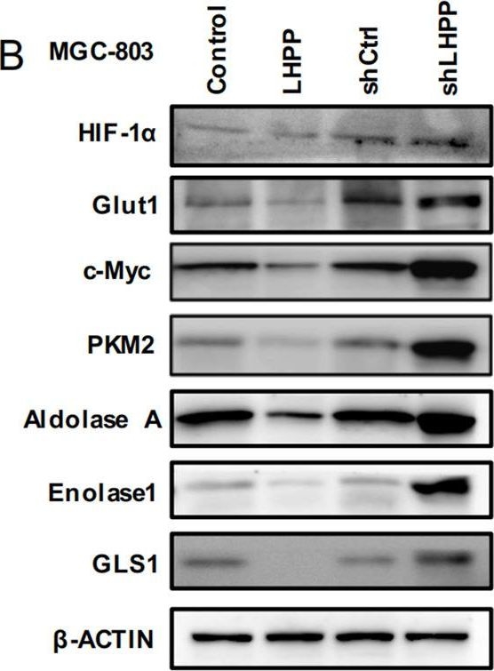 Western blot - Anti-Aldolase antibody [EPR23181-39] (ab252953), expandable thumbnail