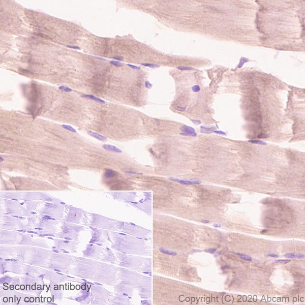 Immunohistochemistry (Formalin/PFA-fixed paraffin-embedded sections) - Anti-Aldolase antibody [EPR23181-39] - BSA and Azide free (AB273636), expandable thumbnail