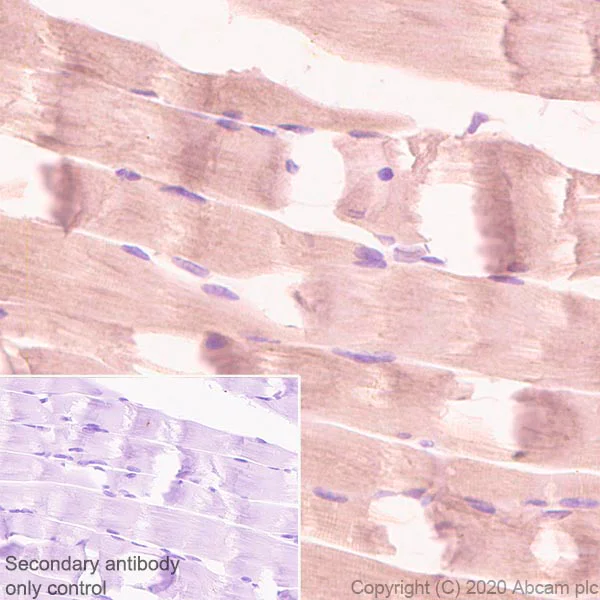 Immunohistochemistry (Formalin/PFA-fixed paraffin-embedded sections) - Anti-Aldolase antibody [EPR23181-39] - BSA and Azide free (AB273636)