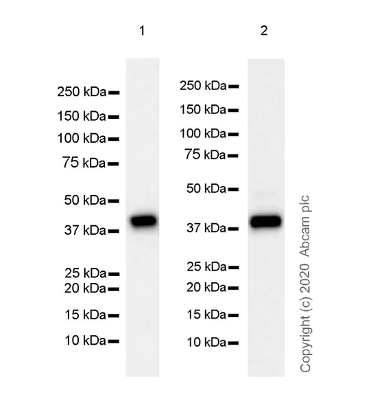 Western blot - Anti-Aldolase antibody [EPR23181-39] - BSA and Azide free (AB273636)