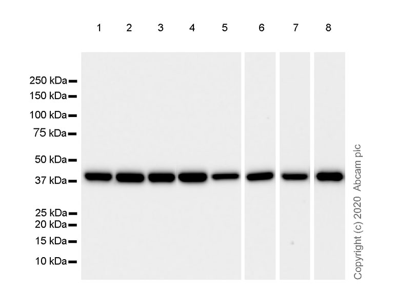Western blot - Anti-Aldolase antibody [EPR23181-39] - BSA and Azide free (AB273636), expandable thumbnail