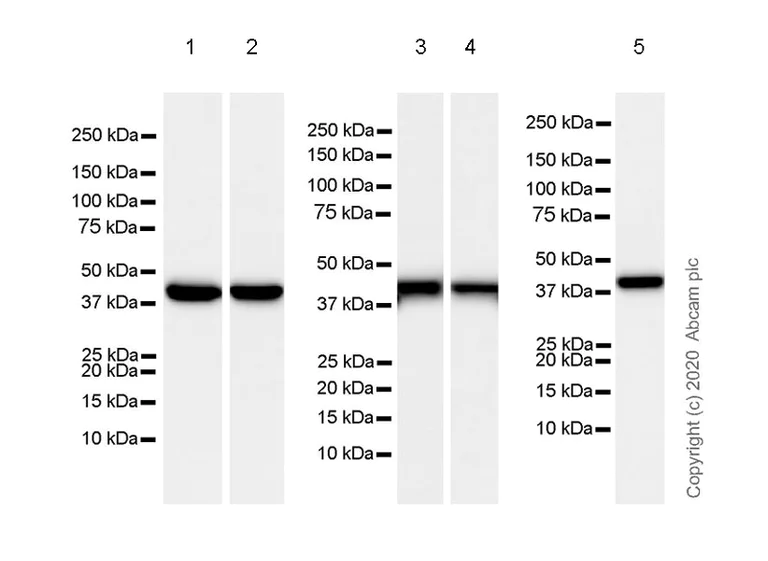Western blot - Anti-Aldolase antibody [EPR23181-39] - BSA and Azide free (AB273636)