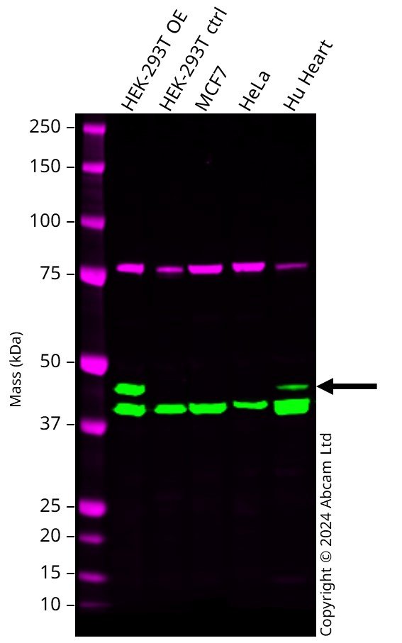 Western blot - Anti-Aldolase antibody [EPR23181-39] - BSA and Azide free (ab273636), expandable thumbnail