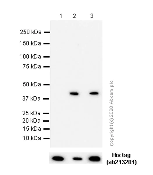 Western blot - Anti-Aldolase B + Aldolase C antibody [EPR3138Y] (AB75751)