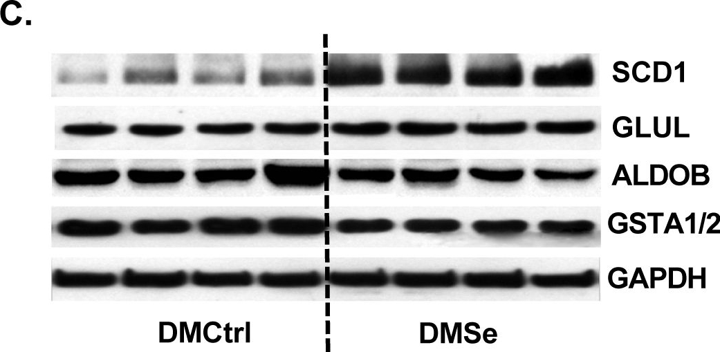 Anti-Aldolase B + Aldolase C antibody [EPR3138Y]