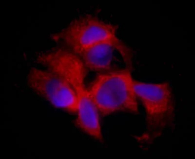 Immunocytochemistry/ Immunofluorescence - Anti-Aldolase B antibody [5E2AD2] (AB129728)