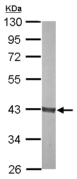 Western blot - Anti-Aldolase B antibody (AB137628)