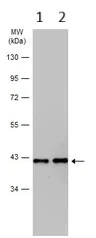 Western blot - Anti-Aldolase B antibody (AB137628)
