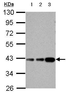 Western blot - Anti-Aldolase B antibody (AB153828), expandable thumbnail