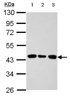 Western blot - Anti-Aldolase B antibody (AB153828), expandable thumbnail