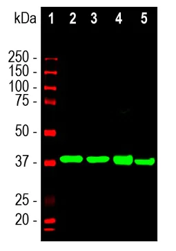 Western blot - Anti-Aldolase C antibody [4A9] - N-terminal (AB190368)