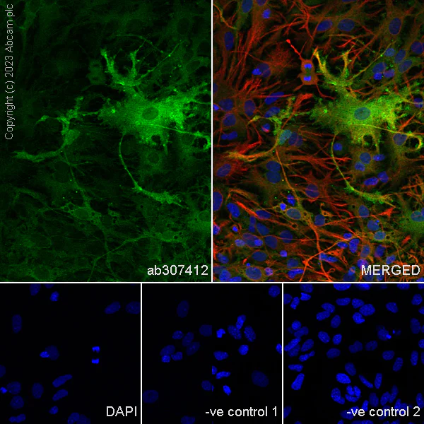 Immunocytochemistry/ Immunofluorescence - Anti-Aldolase C - C-terminal antibody [EPR26896-2] (AB307412)