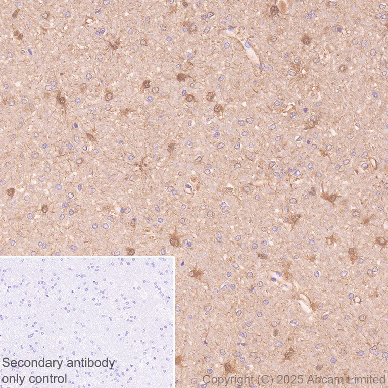Immunohistochemistry (Formalin/PFA-fixed paraffin-embedded sections) - Anti-Aldolase C - C-terminal antibody [EPR26896-61] - BSA and Azide free (AB323777)