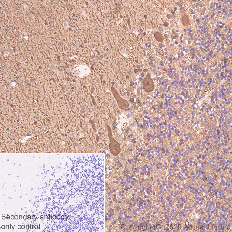 Immunohistochemistry (Formalin/PFA-fixed paraffin-embedded sections) - Anti-Aldolase C - C-terminal antibody [EPR26896-61] - BSA and Azide free (AB323777)