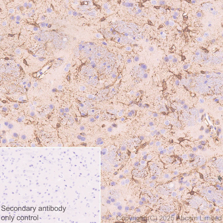 Immunohistochemistry (Formalin/PFA-fixed paraffin-embedded sections) - Anti-Aldolase C - C-terminal antibody [EPR26896-61] - BSA and Azide free (AB323777)