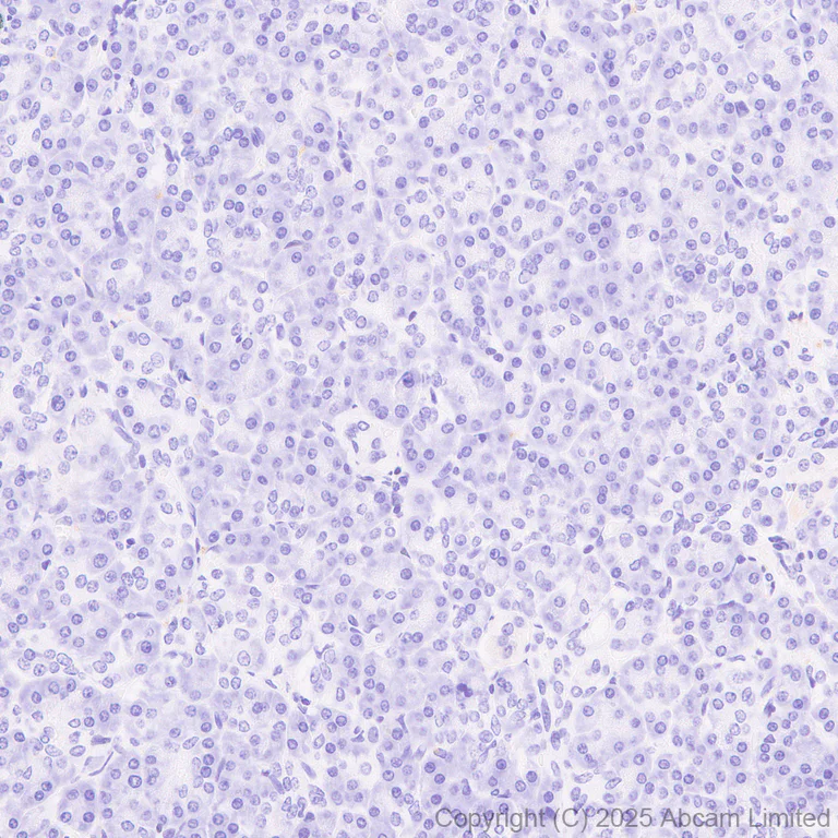 Immunohistochemistry (Formalin/PFA-fixed paraffin-embedded sections) - Anti-Aldolase C - C-terminal antibody [EPR26896-61] - BSA and Azide free (AB323777)