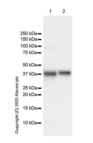 Western blot - Anti-Aldolase C - C-terminal antibody [EPR26896-61] - BSA and Azide free (AB323777)