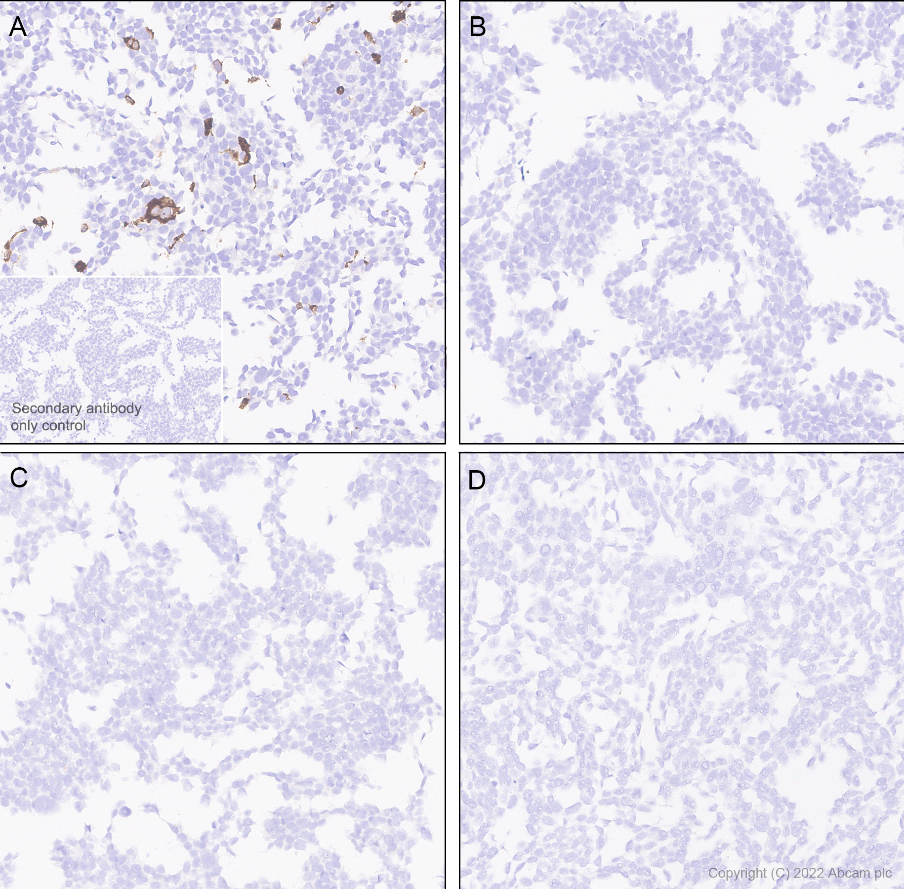 Immunohistochemistry - Anti-Aldolase C - N-terminal antibody [EPR26895-52] (AB302952)