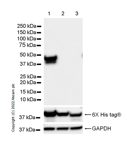 Western blot - Anti-Aldolase C - N-terminal antibody [EPR26895-52] (AB302952)
